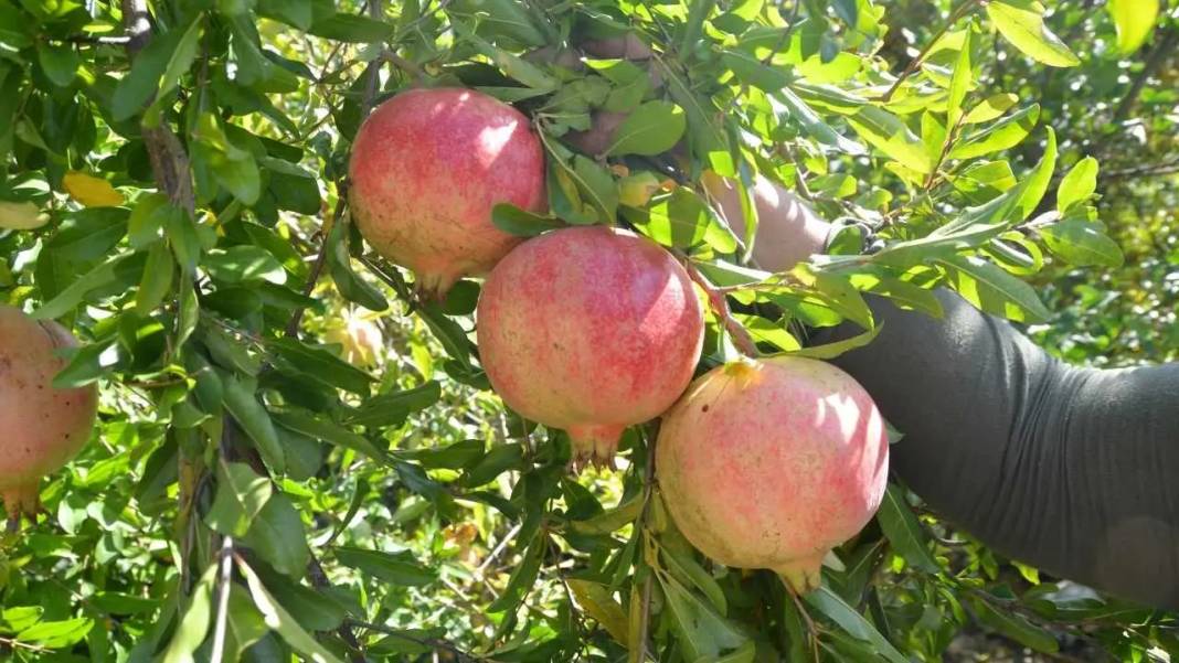 Antalya’da Kadınların Elinden Altın Değerinde Nar Ekşisi! 10